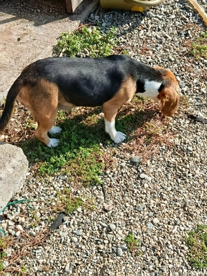 Catei beagle la pachet  - imagine 5