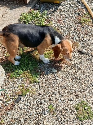 Catei beagle la pachet  - imagine 4