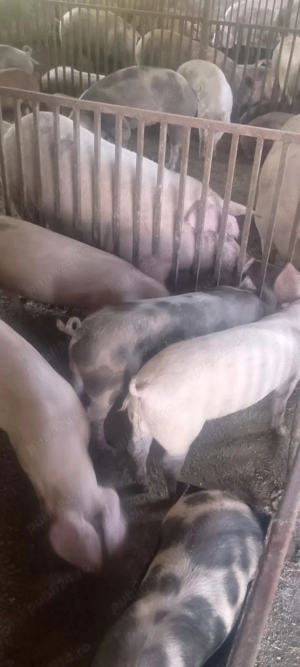 Porci de vânzare 40-50 kg  - imagine 3 Porci de vânzare 40-50 kg  - imagine 3
