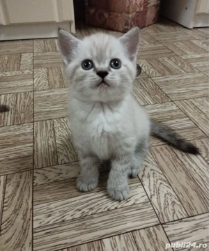 ragdoll mascul si femela