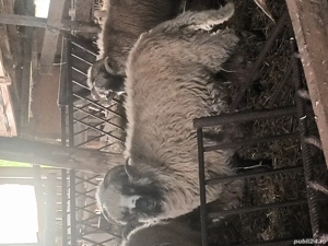 animale domestice - imagine 2 animale domestice - imagine 2