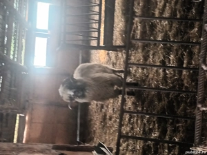 animale domestice - imagine 4 animale domestice - imagine 4