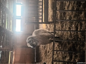 animale domestice - imagine 5 animale domestice - imagine 5