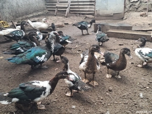 rate mute de anul asta - imagine 2