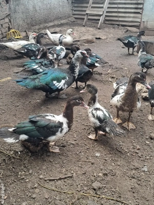 rate mute de anul asta