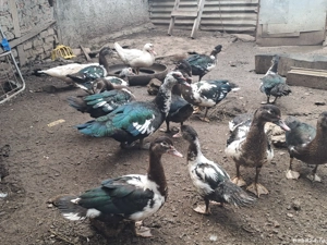 rate mute de anul asta - imagine 3