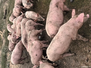 animale domestice  - imagine 3 animale domestice  - imagine 3