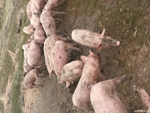 animale domestice  - imagine 2 animale domestice  - imagine 2