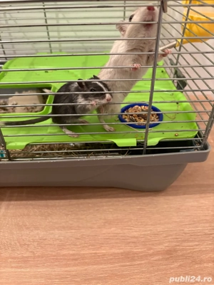 Vand Gerbili Tineret Jucausi