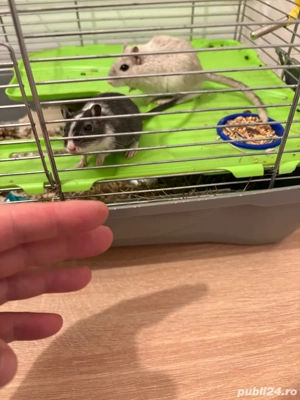 Vand Gerbili Tineret Jucausi - imagine 4