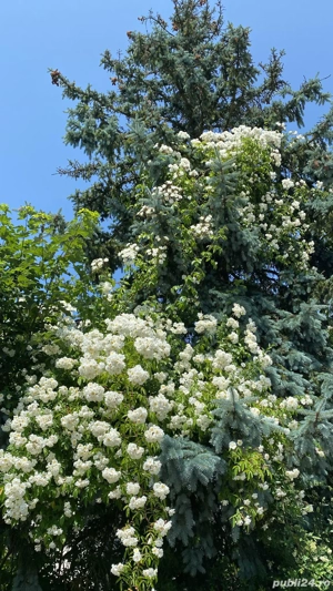 Proprietar- Teren central - imagine 2