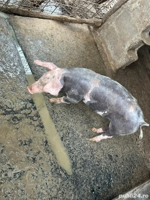 vand porci si purcei