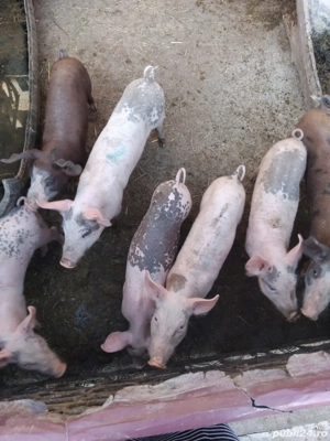 porci de vânzare  - imagine 3