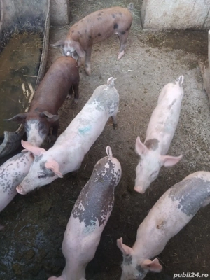 porci de vânzare  - imagine 2