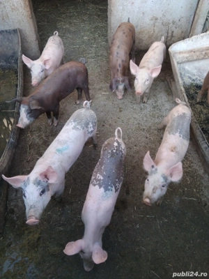 porci de vânzare  - imagine 4