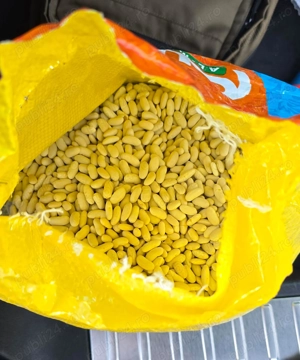 Fasole alba superioara,Origine Egipt