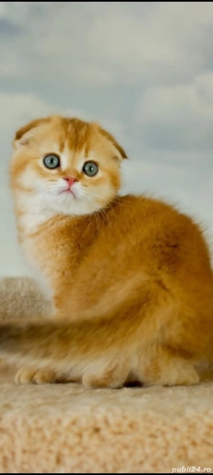 scottish fold!!!
