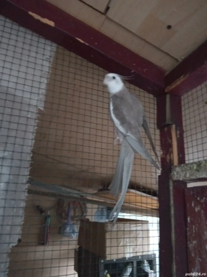 Papagali nimfa  - imagine 5