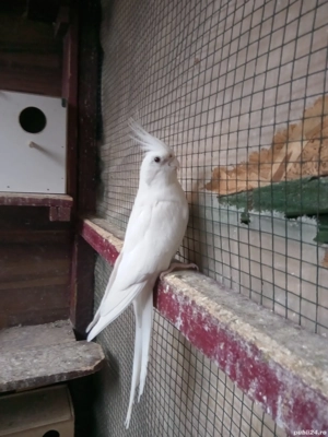 Papagali nimfa  - imagine 3