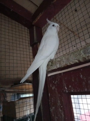 Papagali nimfa  - imagine 2