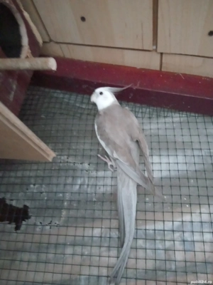 Papagali nimfa  - imagine 4