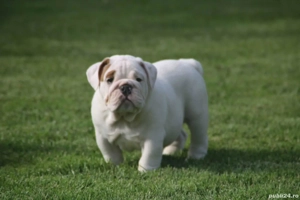 buldog englez pui