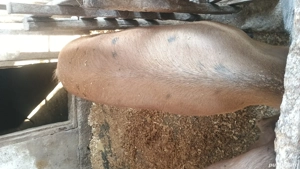 porci pentru Crăciun  - imagine 2