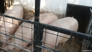 porci pentru Crăciun  - imagine 3