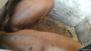 porci pentru Crăciun  - imagine 4