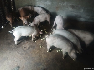 vand purcei - imagine 4