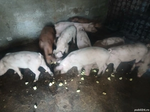 vand purcei - imagine 5