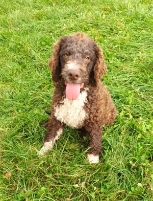 Catei   Pui Lagotto Romagnolo