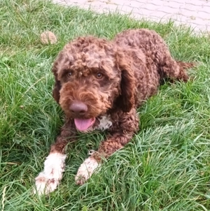 Catei   Pui Lagotto Romagnolo - imagine 2