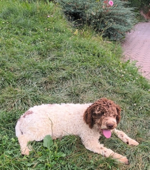 Catei   Pui Lagotto Romagnolo - imagine 4