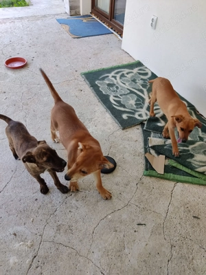 Donez cățel de aproximativ 5 luni