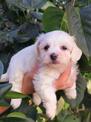 Bichon maltez albi 