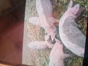 Porci marele alb 40 50 de kg