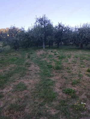 Vand teren cu pomi fructiferi + teren agricol  - imagine 4