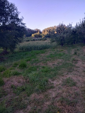 Vand teren cu pomi fructiferi + teren agricol  - imagine 5