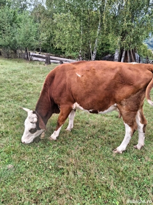 Mă vinde tot ce se vede  - imagine 2