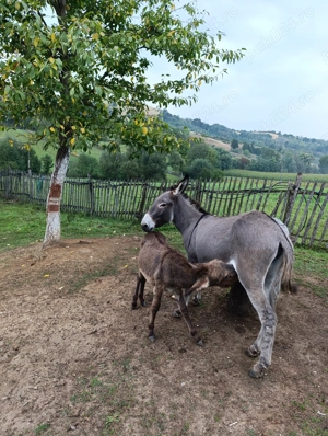 Vâd magarița , prima fătare.