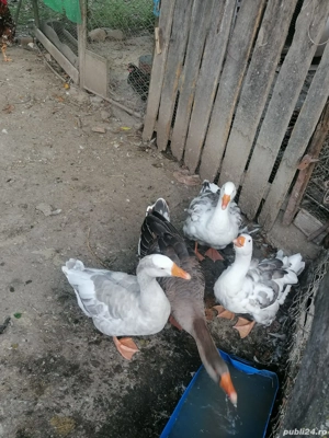 vând 3 gâște și un gânsac