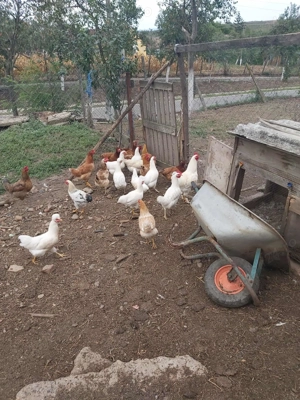 Puicuțe și curci - imagine 2