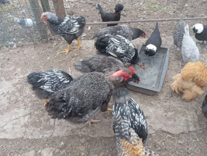 Gaini de rasa Wyandotte,Moțată olandeză, Australorp - imagine 3 Gaini de rasa Wyandotte,Moțată olandeză, Australorp - imagine 3