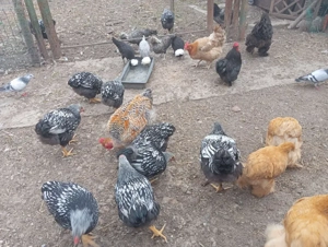 Gaini de rasa Wyandotte,Moțată olandeză, Australorp - imagine 2 Gaini de rasa Wyandotte,Moțată olandeză, Australorp - imagine 2