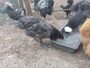 Gaini de rasa Wyandotte,Moțată olandeză, Australorp - imagine 4 Gaini de rasa Wyandotte,Moțată olandeză, Australorp - imagine 4