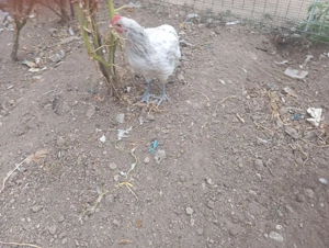 Gaini de rasa Wyandotte,Moțată olandeză, Australorp - imagine 5 Gaini de rasa Wyandotte,Moțată olandeză, Australorp - imagine 5