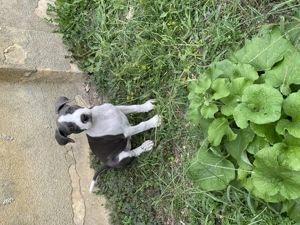 Fetiță Amstaff 6 saptamani isi cauta stapan 1.250  lei neg - imagine 2 Fetiță Amstaff 6 saptamani isi cauta stapan 1.250  lei neg - imagine 2