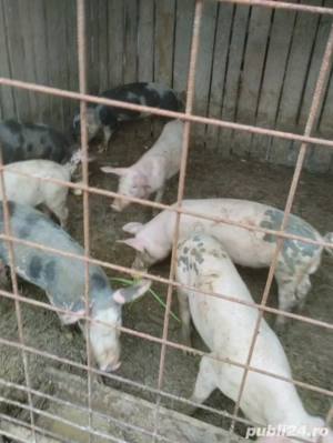 Vând Purcei marele alb