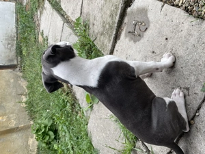 Fetiță Amstaff 6 saptamani isi cauta stapan 1.250  lei neg - imagine 3 Fetiță Amstaff 6 saptamani isi cauta stapan 1.250  lei neg - imagine 3